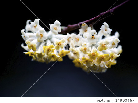 三俣の花 14990467