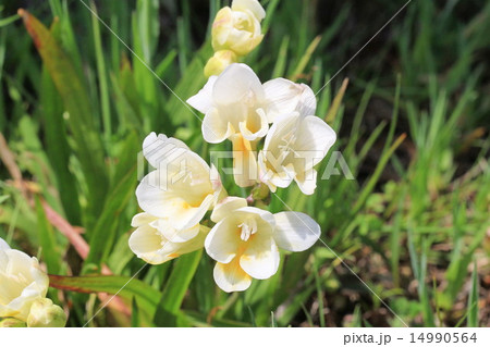 白いフリージアの花の写真素材