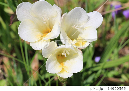 白いフリージアの花のアップの写真素材