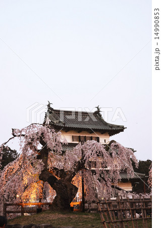 弘前城の桜 弘前城の桜 14990853