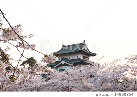 弘前城の桜 弘前城の桜 14990854