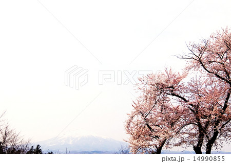 弘前の桜 14990855