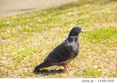 鳩 鳩 14991068