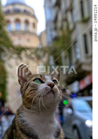 イスタンブール ガラタ塔 猫 イスタンブール ガラタ塔 猫 14991214
