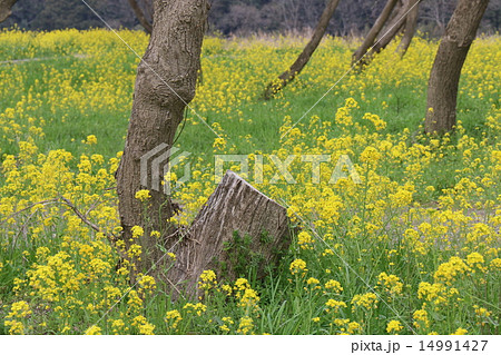 ヤナギとナノハナ 14991427