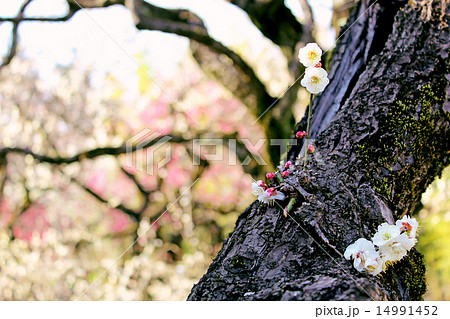 白い梅の花と幹の写真素材