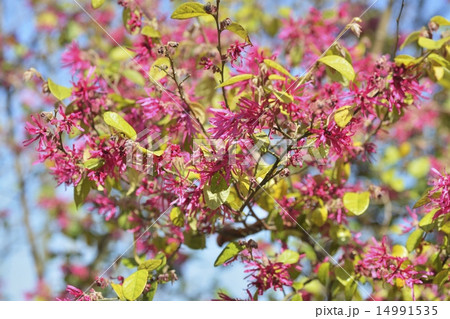 マンサク 14991535