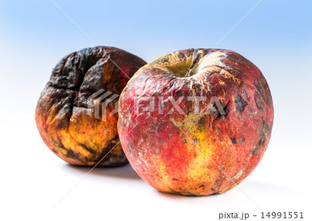 Old rotten apple Old rotten apple 14991551