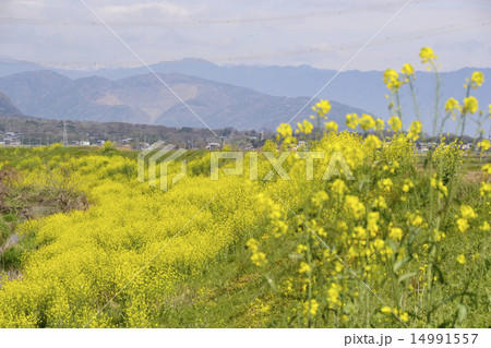 養老津屋川堤の菜の花01 14991557