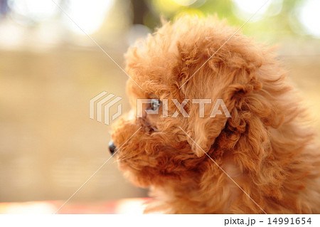 トイプードルの赤ちゃん　toypoodle 14991654