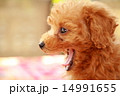 トイプードルの赤ちゃん　toypoodle 14991655