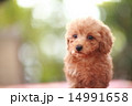 トイプードルの赤ちゃん　toypoodle 14991658