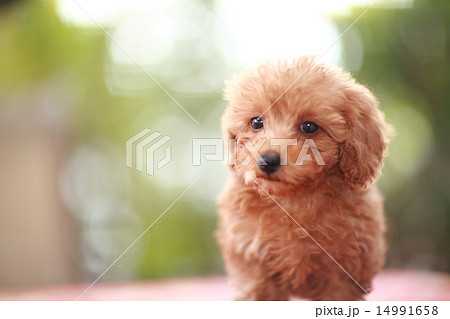 トイプードルの赤ちゃん　toypoodle 14991658