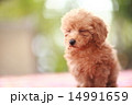 トイプードルの赤ちゃん　toypoodle 14991659