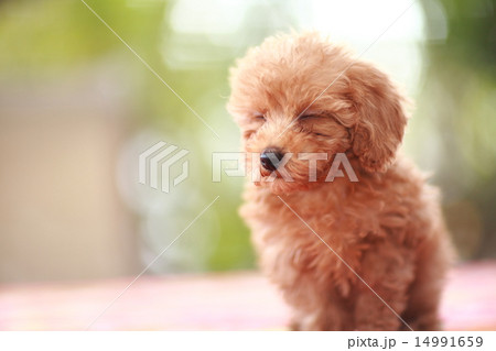 トイプードルの赤ちゃん　toypoodle 14991659