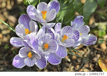 クロッカス クロッカス 14991737