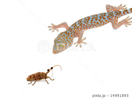 Gecko eating prey on white background. 14991893