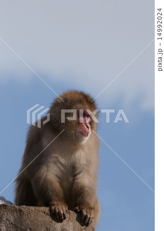 ニホンザル 14992024