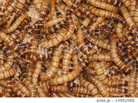 Meal worms bird food Meal worms bird food 14992066
