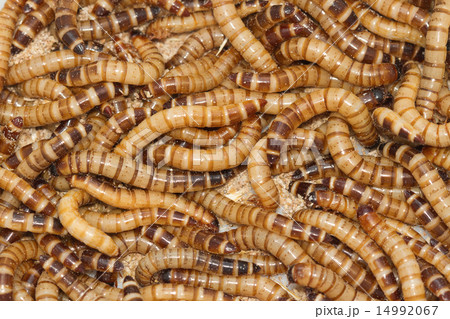 Meal worms bird food Meal worms bird food 14992067