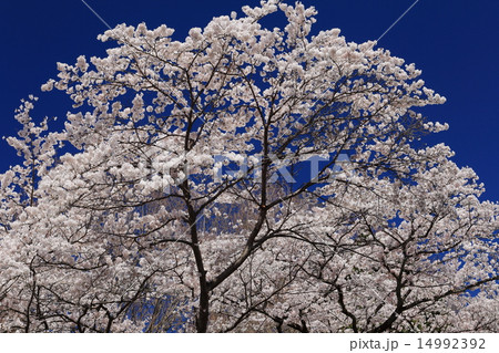 桜と青空 桜と青空 14992392