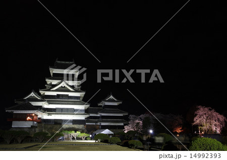 信州 国宝松本城 加藤清正の駒つなぎの桜の夜桜風景 信州 国宝松本城 加藤清正の駒つなぎの桜の夜桜風景 14992393