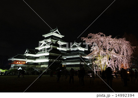 信州　国宝松本城　加藤清正の駒つなぎの桜の夜桜風景 14992394