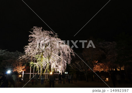 信州　国宝松本城　加藤清正の駒つなぎの桜の夜桜風景 14992397