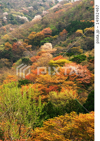 神子の山桜 神子の山桜 14992467