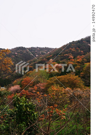 神子の山桜 14992470