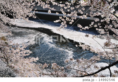 目黒川の花筏と桜の額縁 目黒川の花筏と桜の額縁 14992546