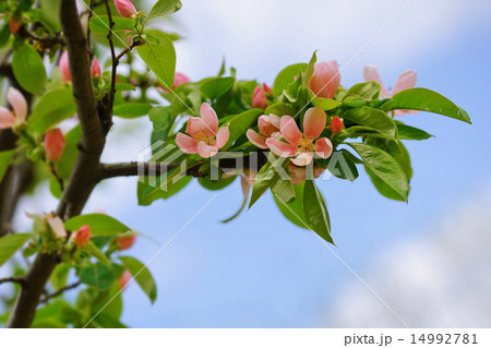 花梨の花 14992781
