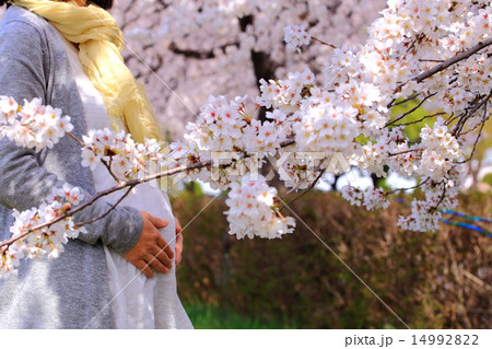 桜の花と妊婦の写真素材