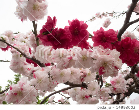 源平しだれ桃　3 14993002