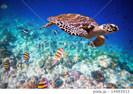 Hawksbill Turtle - Eretmochelys imbricata 14993015