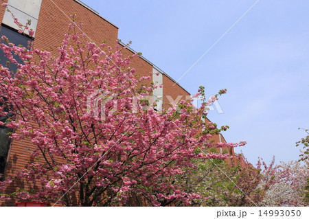 造幣局・桜の通り抜け 14993050