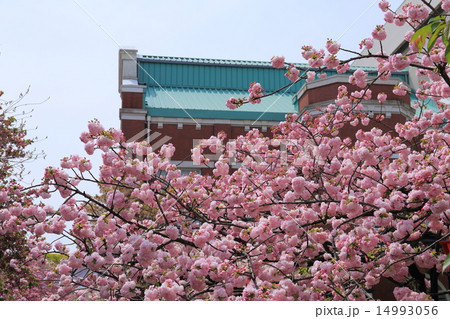 造幣局・桜の通り抜け 造幣局・桜の通り抜け 14993056