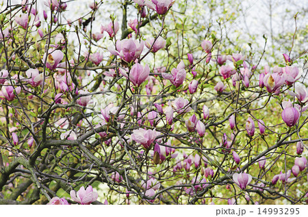 Magnolia flowers Magnolia flowers 14993295