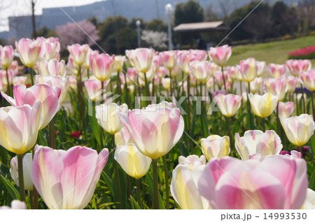 明石海峡公園　2015　淡路花博　花畑 14993530