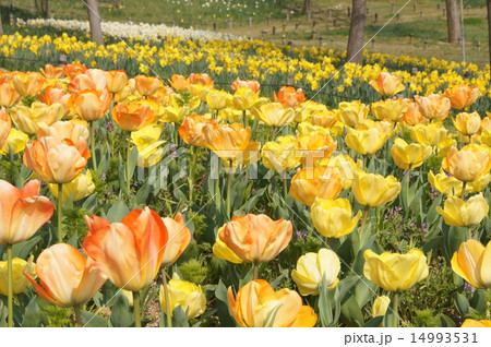 明石海峡公園　淡路花博　黄色の花畑 14993531