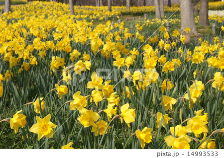 明石海峡公園　淡路花博　スイセン花畑 14993533