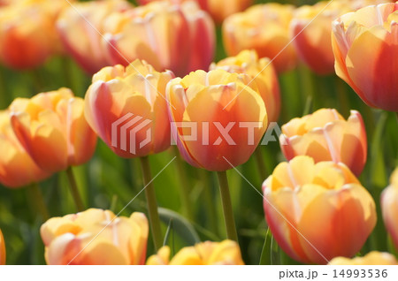 明石海峡公園　淡路花博　チューリップ畑　アップ 14993536