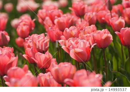 明石海峡公園　2015　チューリップ畑 　ピンク系 14993537