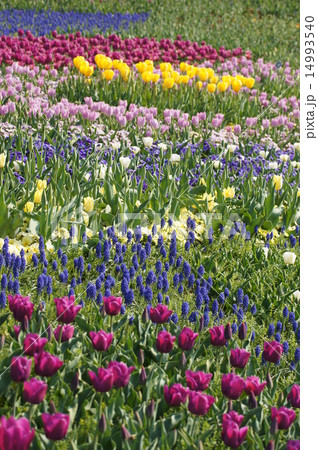 明石海峡公園　淡路花博　花畑　花のジュータン 14993540