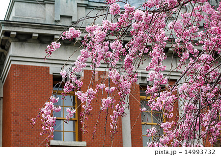 紅しだれ桜 14993732