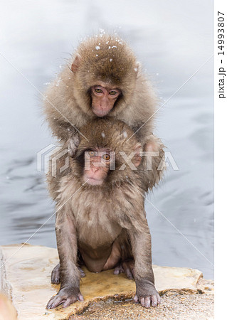 お猿のきょうだい Brothers of the monkey of the hot spring お猿のきょうだい Brothers of the monkey of the hot spring 14993807