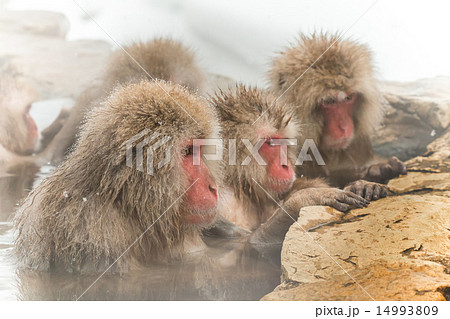 じっとお風呂につかるおさるさん hot spring where a monkey and snow 14993809