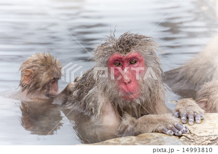 温泉を楽しむ　おじいさんと孫のおさる Monkey of the snowy hot spring 14993810