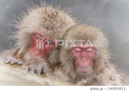 温泉で仲良しのおさるさん Snow monkey of the falling hot spring 14993811