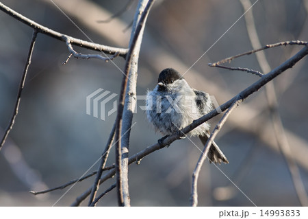 Chickadee 14993833